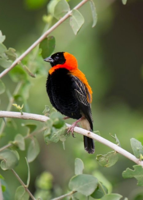 barroso3105's tweet image. Hola ! #pájaros  Maravilloso  🤩  
✨ Beautiful bird  😍
✨👉 Red Bishop 🐦
✨👉 📸  By  Licinia Machado 
 ✨➡️ Always thinking about a better world
  💭🌐🕊️😎