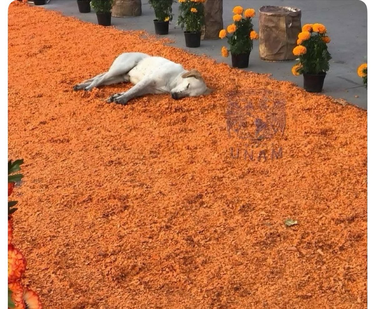 Mi canhijo cruzando el Mictlán
