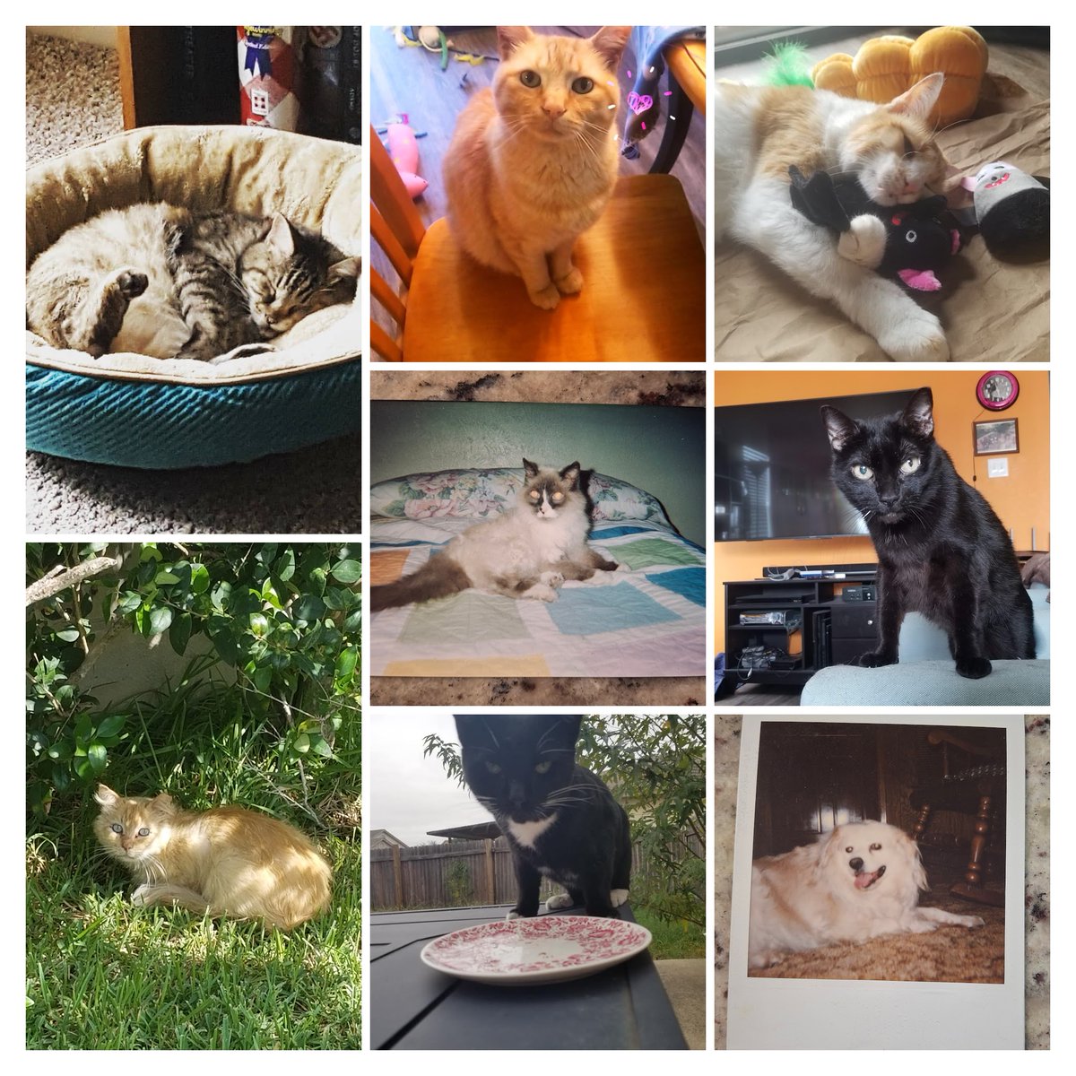 cvondrashek's tweet image. You have left my life but you will never leave my heart ❤️🐾
#dayofthedead #DiaDeLosMuertos #October27