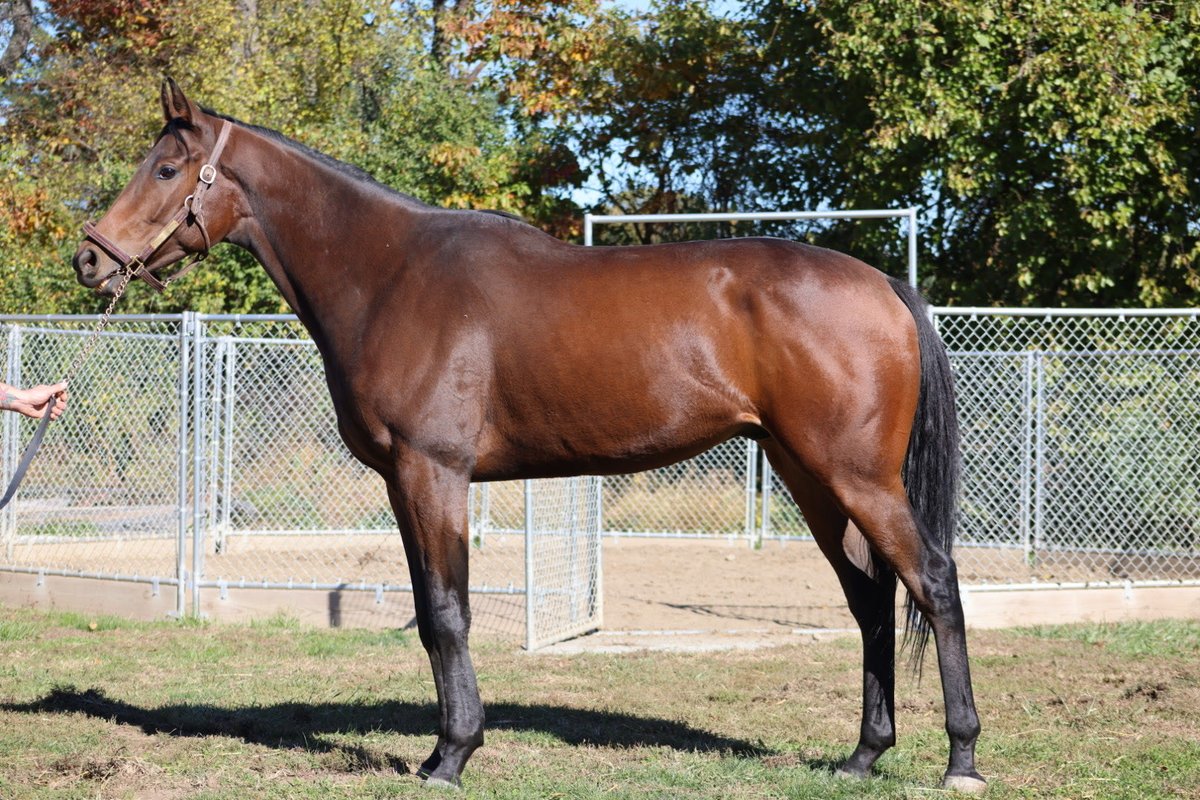 Blue Creek is healing well after injuring his tendon after winning the Jonathan Kiser S in Saratoga ❤️  Can’t wait to have him back in the barn next year, but love to see him enjoying a well deserved vacation while rehabbing ✨ <a href="/UplandFlats/">Patrick Lewis</a>