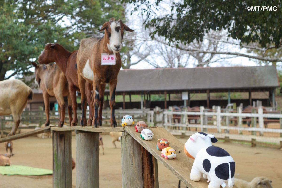 今日もお疲れ様でしたなの～🐮

モルカーのみんながヤギ橋にチャレンジしたのっ🐐🐐🐐
いいよ～！その調子っなの～！！

#PUIPUIモルカー #成田ゆめ牧場 #モルカーコラボ #モルカー