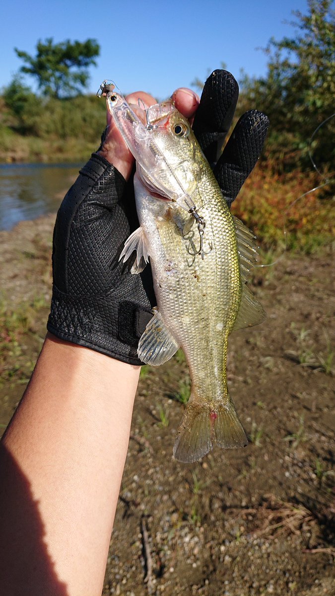 ぬり (@BASS_8286) / Posts / X