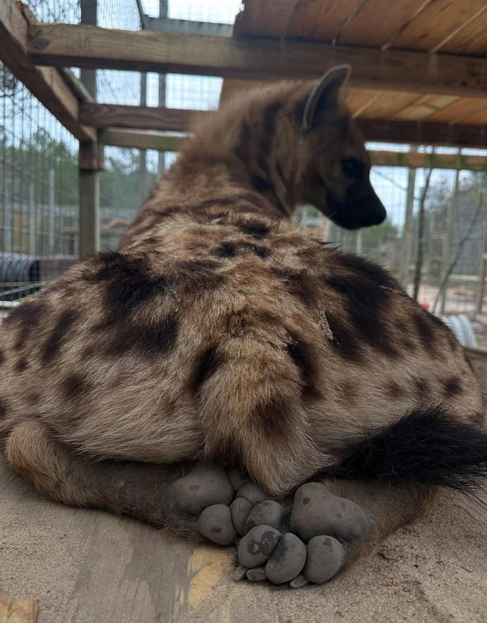 Down Bad tweet media