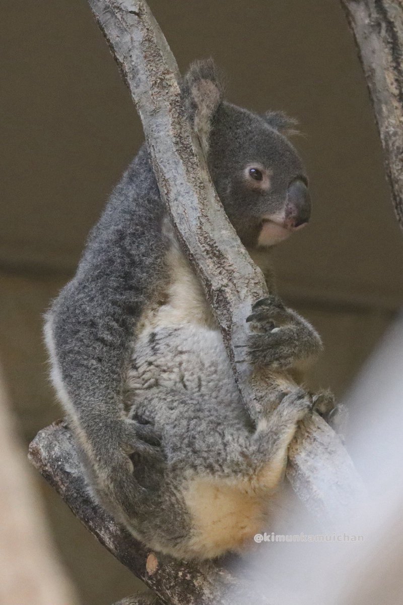 adorno コアラ coala adorno コアラ coala コアラのコア Koa the Koala | Made with Love