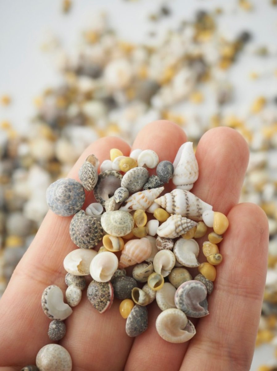 貝殻いろいろ 813tK9wSnNL.jpg