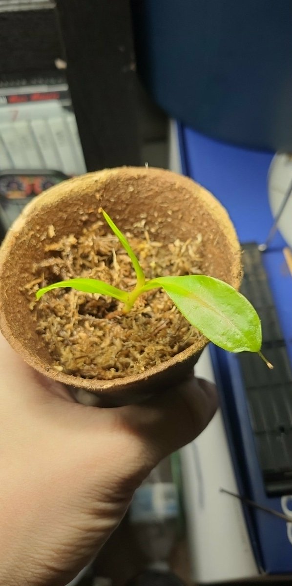 So I managed to propagate a nepenthes ventrata, here's to hoping it grows strong pitchers #plant #greenthumb