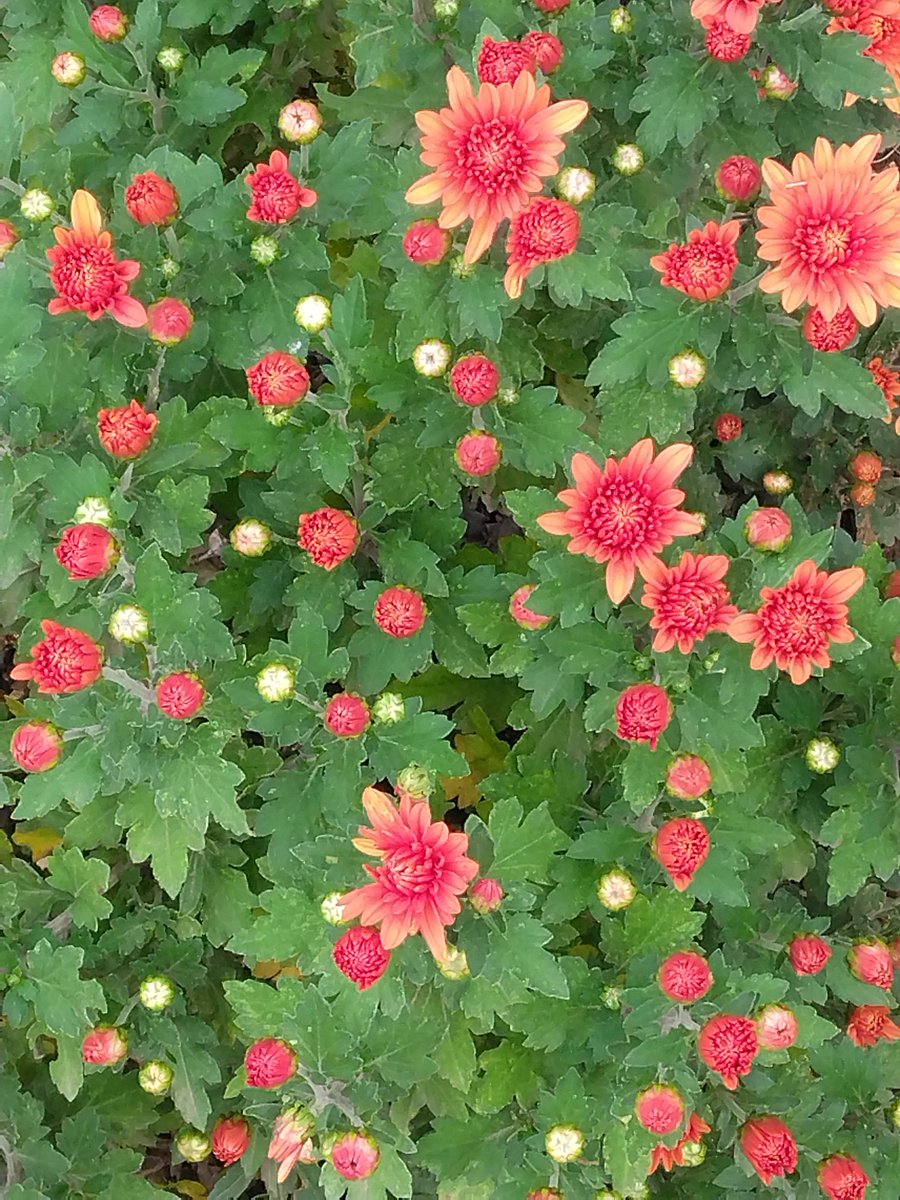 ゆきりんごページ♡リピーター様♡リクエスト　ガーデンオーナメント ふじいちゃん on X