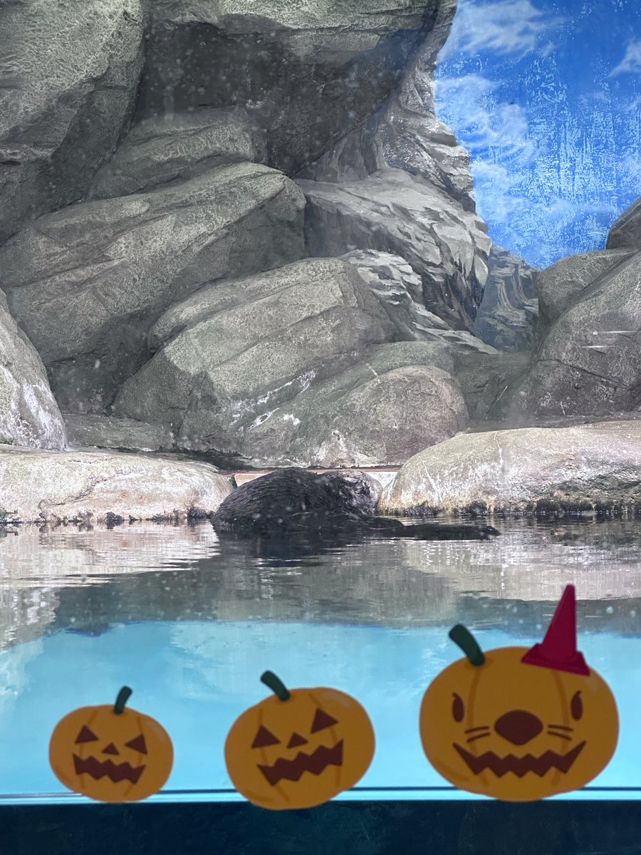 ちゃむ (@cham3671) / Posts / X