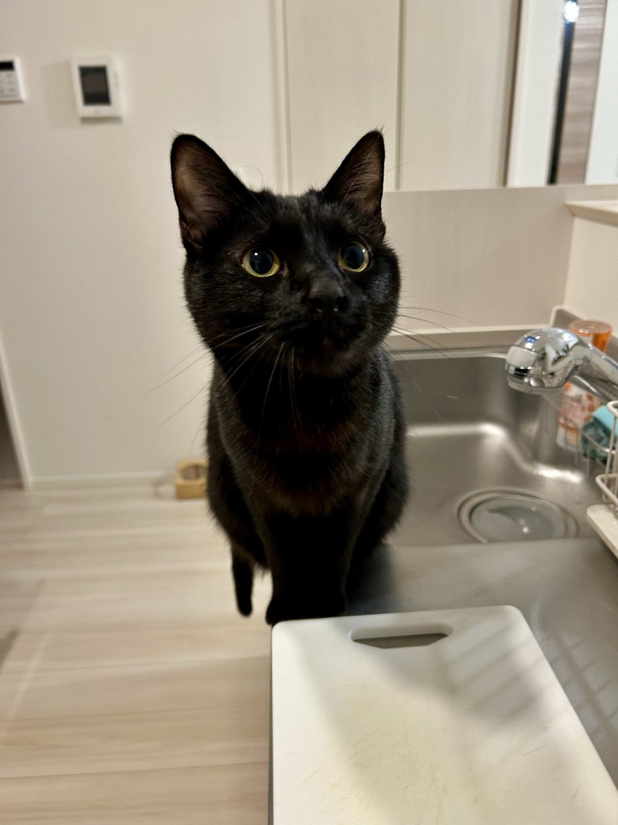 黒猫ページ けとし on X