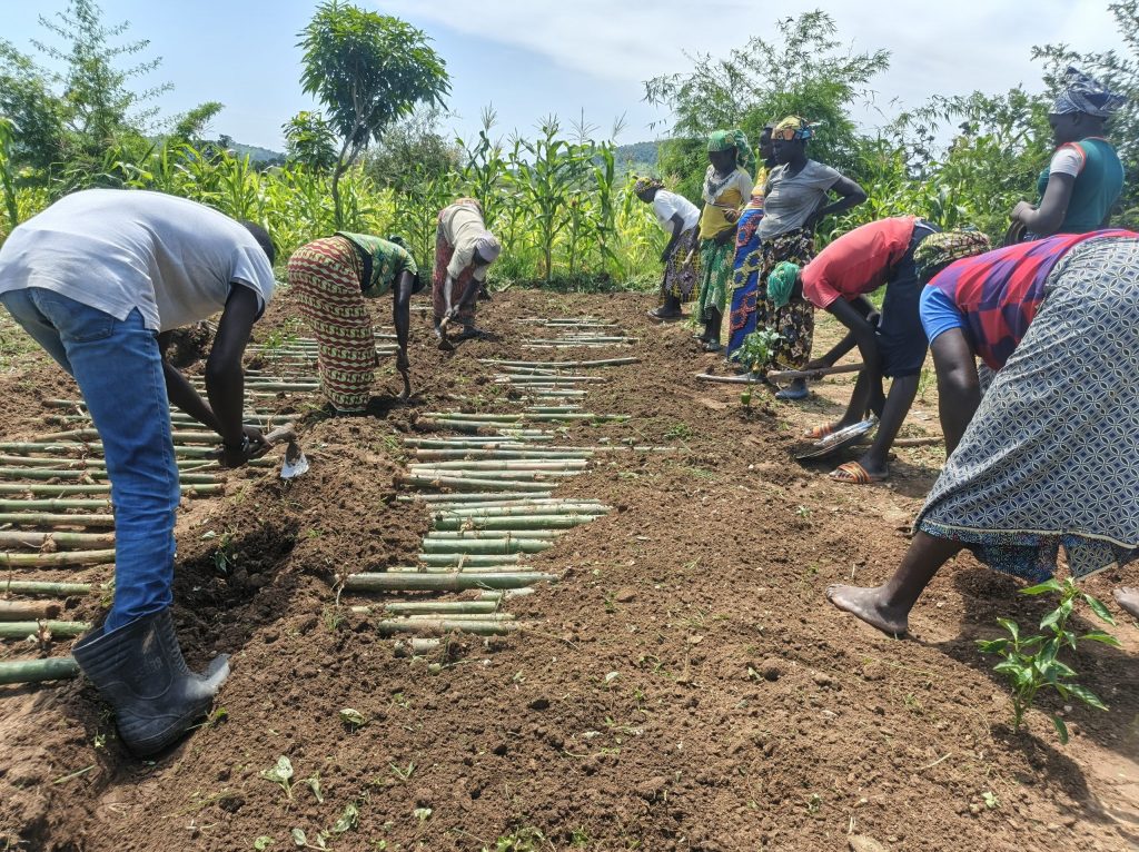 INBARofficial's tweet photo. In #Cameroonโs North Region, INBAR trained members of the SCOOP NARRAL cooperative on vegetative bamboo propagation, helping restore land, boost livelihoods, and build climate resilience. ๐จ๐ฒ๐
๐https://t.co/gaDpjW61CX
#Restoration #ClimateResilience #INBAR #ACREGIR https://t.co/nuEEeXPnWZ