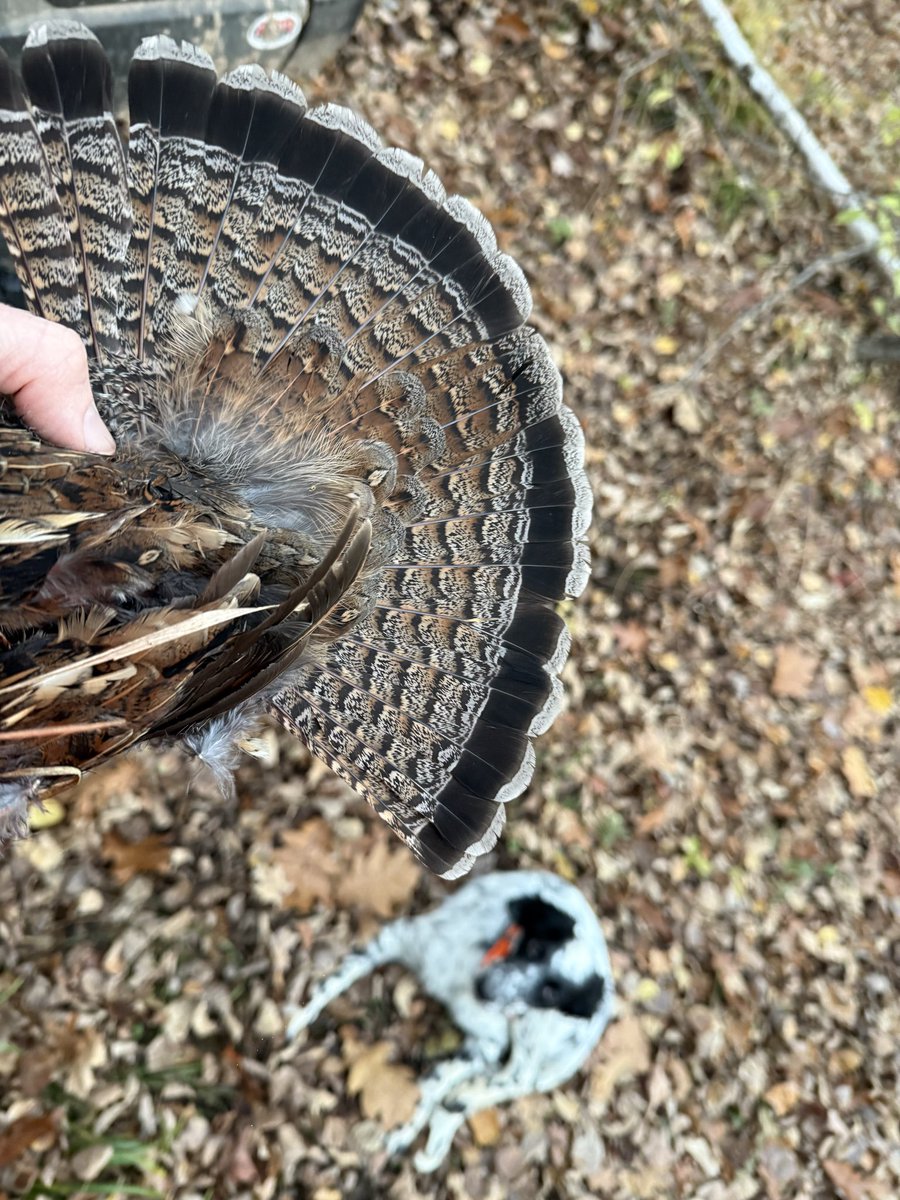 AttyTomGrieve's tweet image. 5 month old setter, Willow, points and gets another grouse. Another Paint River Setter for me thats looking pretty good. #grouse #hunting #upland