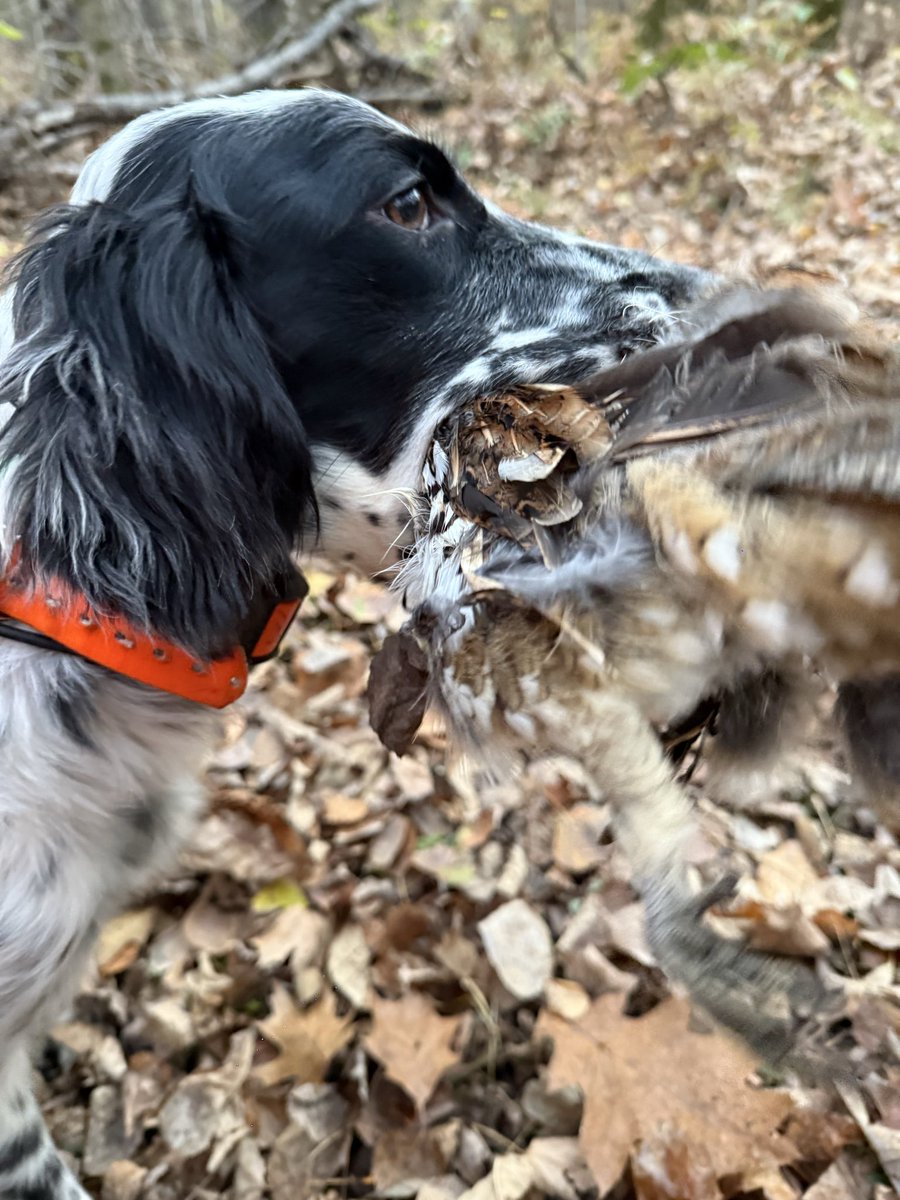 AttyTomGrieve's tweet image. 5 month old setter, Willow, points and gets another grouse. Another Paint River Setter for me thats looking pretty good. #grouse #hunting #upland