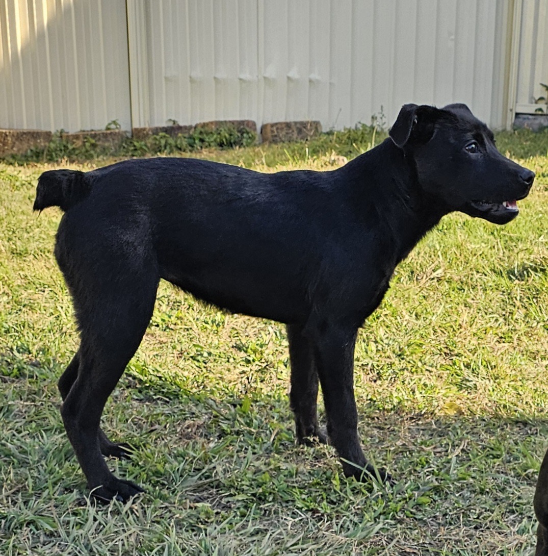 Luna - 4 months, female - Kelpie x - Queensland
workingdogrescue.com.au/?p=122174
available,AWDRI,kelpie,Puppy,Queensland(QLD)