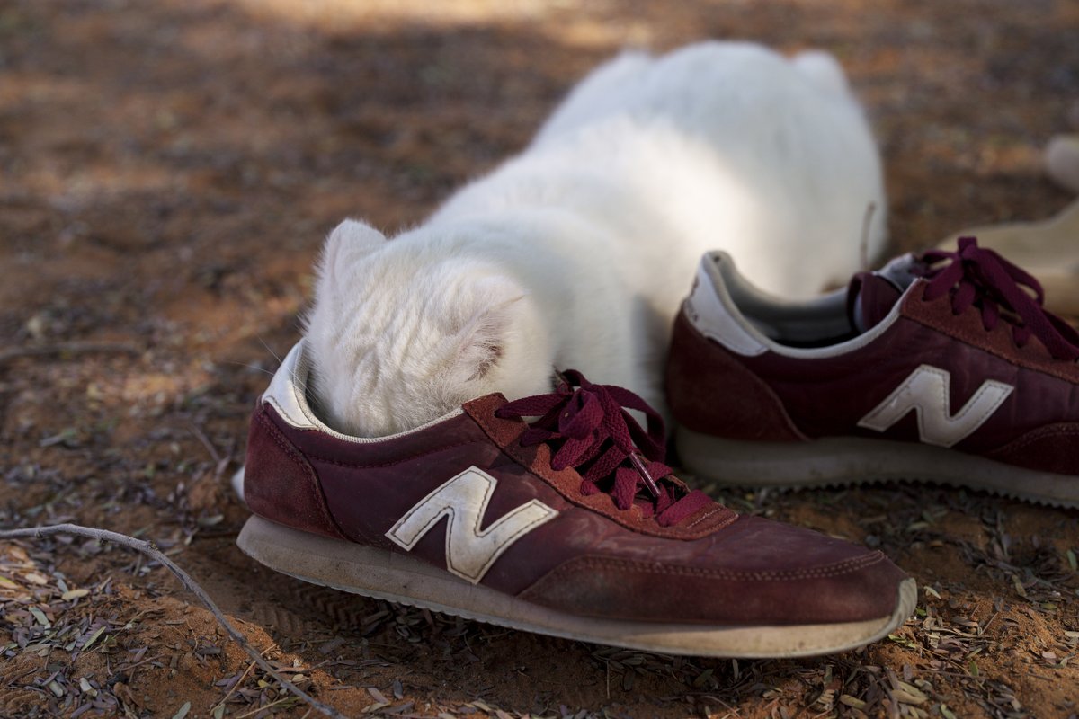 参考写真 atmosからadidas Originals別注シリーズ”ZX 8000 G-SNK”の新作が