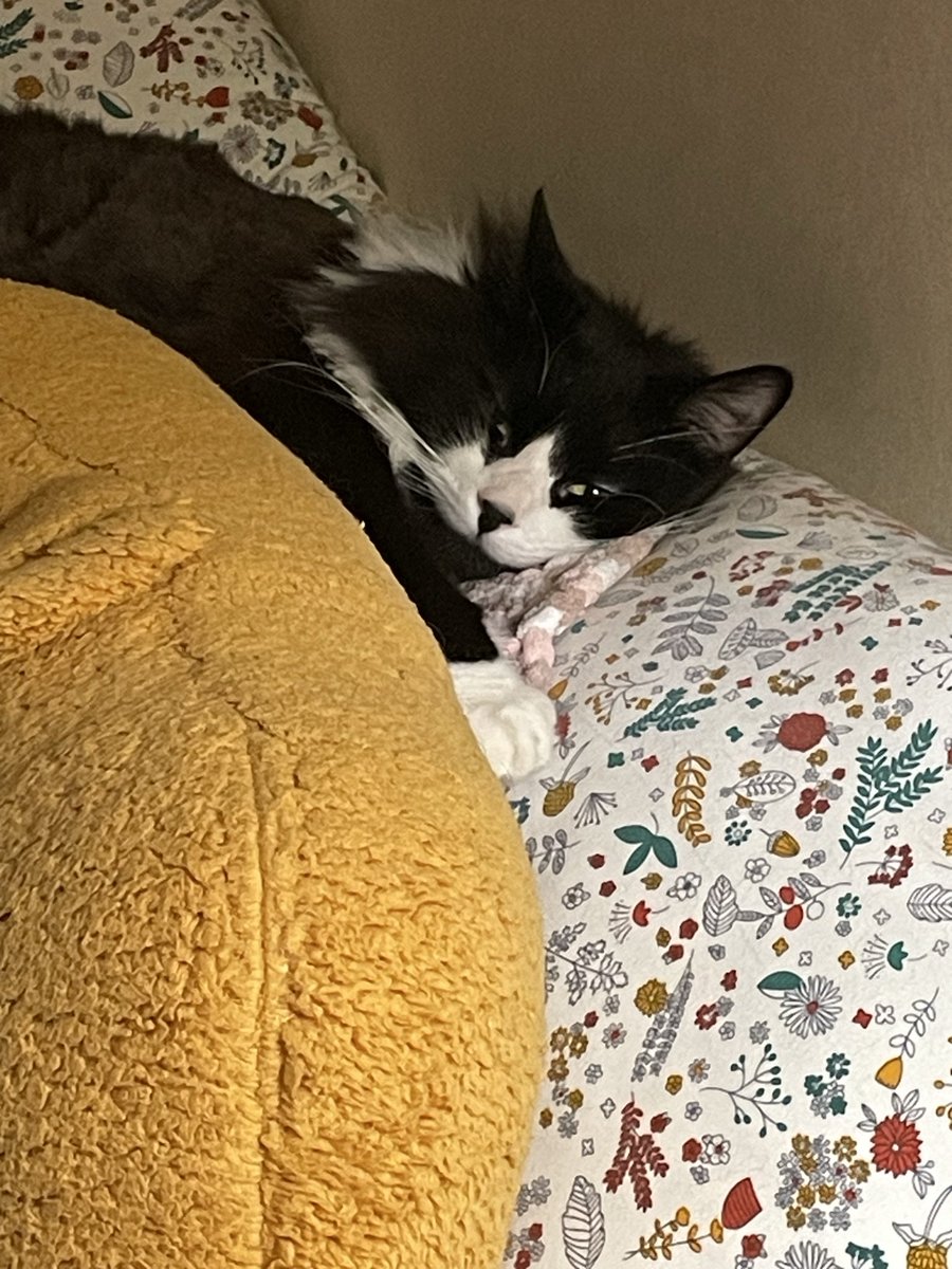 🌈⭐Diana TS is sleepy☀️🌈 tweet media