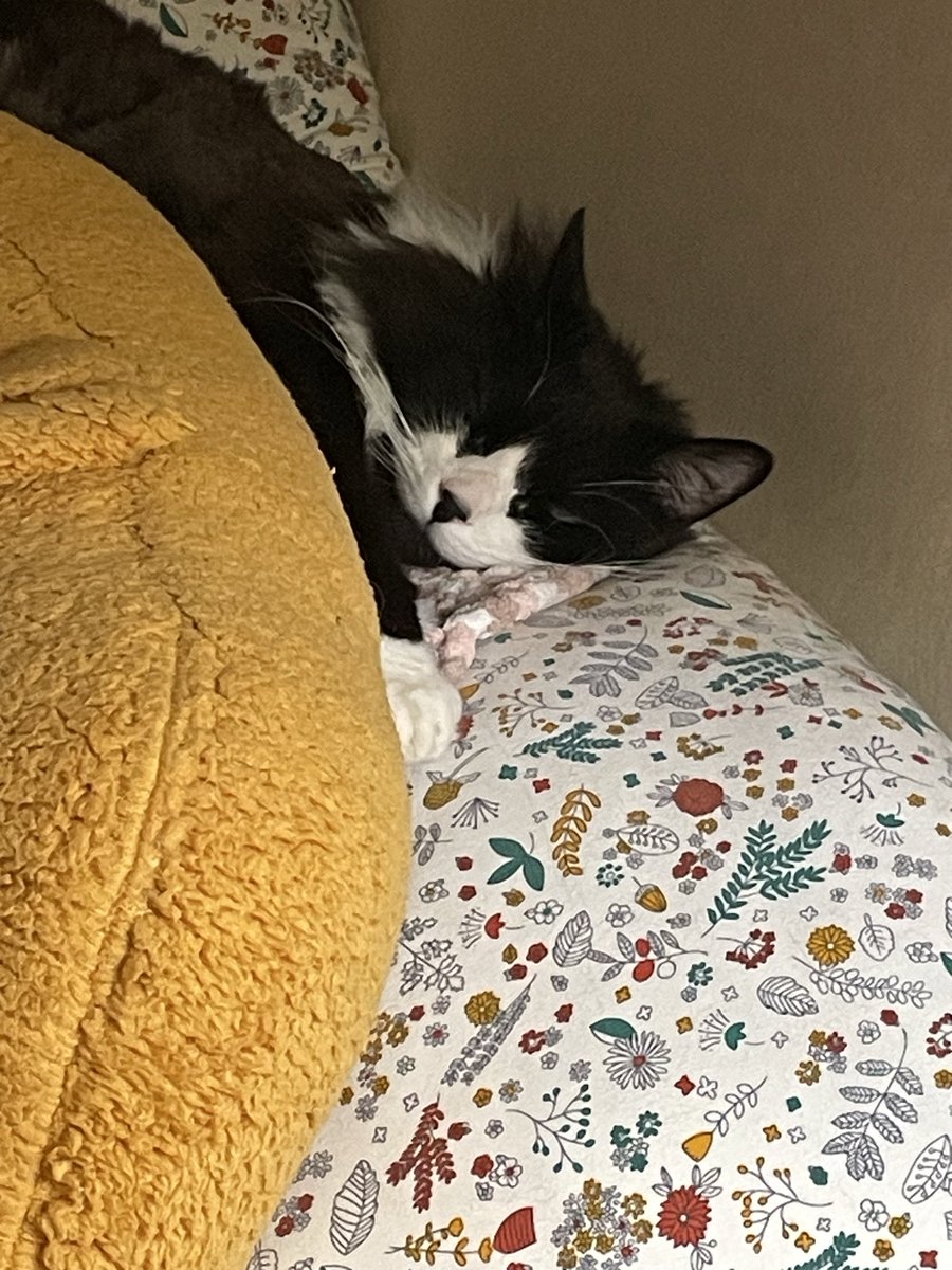 🌈⭐Diana TS is sleepy☀️🌈 tweet media