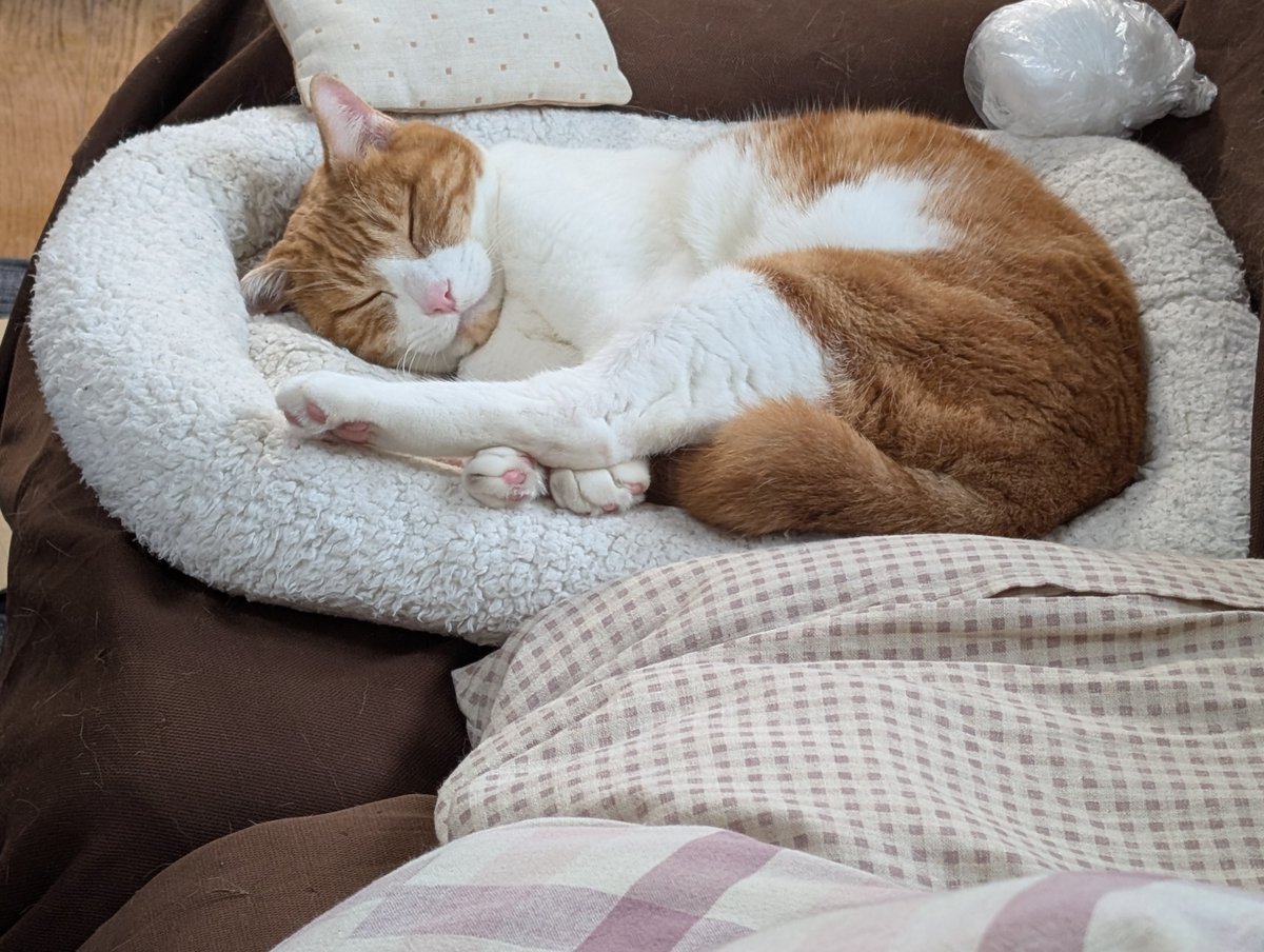 寝子 猫寝子猫 on X