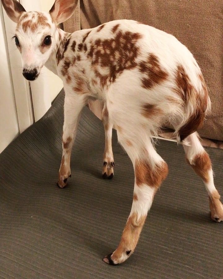 rinny (@fawns) on Twitter photo 