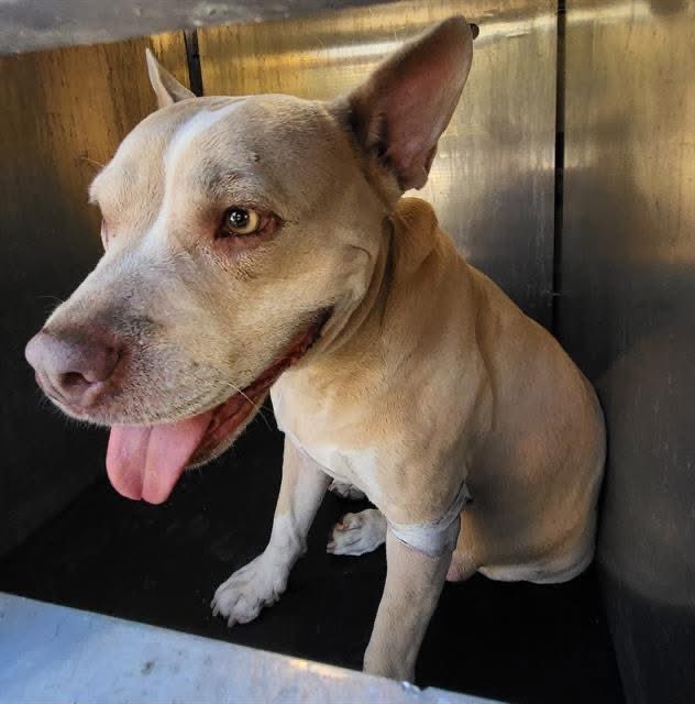 🆘 MEDICAL DOG IS BEING KILLED TMW 10.28 BY #SANANTONIO ACS #TEXAS‼️

DAISY 🌼#A780173 
3yo F

⚠️POSSIBLE CRUELTY

💕Social, friendly, sweet, seemingly house trained

🚨palpable semisolid smooth mass near neck, many smaller masses, scabbed wounds/scars
 #AdoptDontShop #Foster