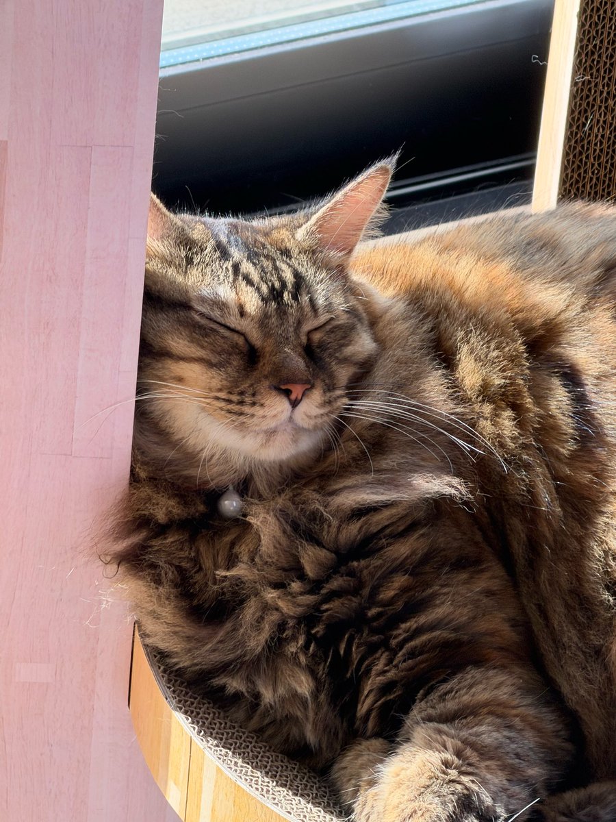 himitsuku's tweet photo. 朝から気持ちよさそうに寝ている我が家の女性陣です😴

上段　ツクミ
下段　ヒミコ

#にゃんくる蒲田
#リトルキャッツ出身 https://t.co/dbyFNzSZaZ