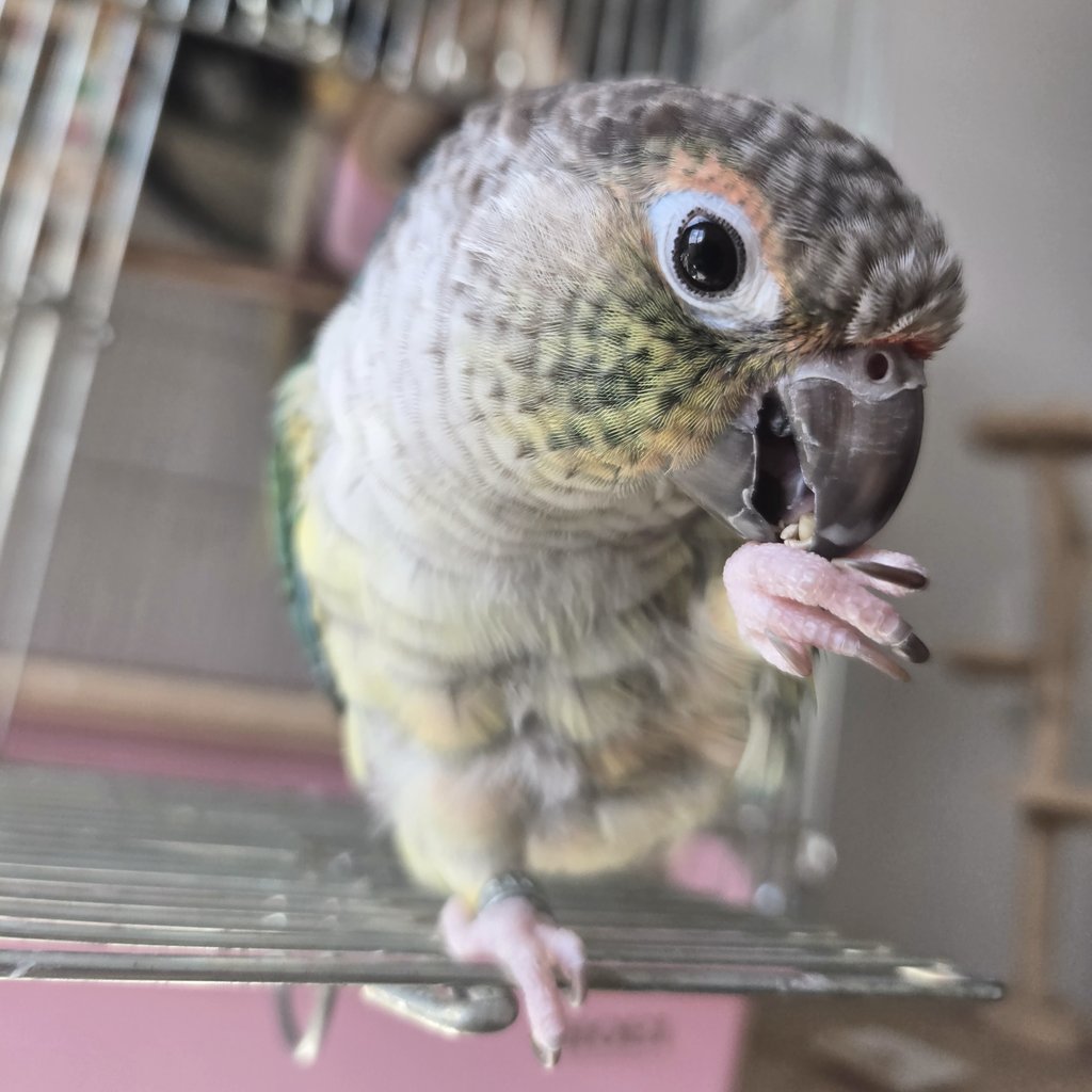 しらとり𓅫 on X