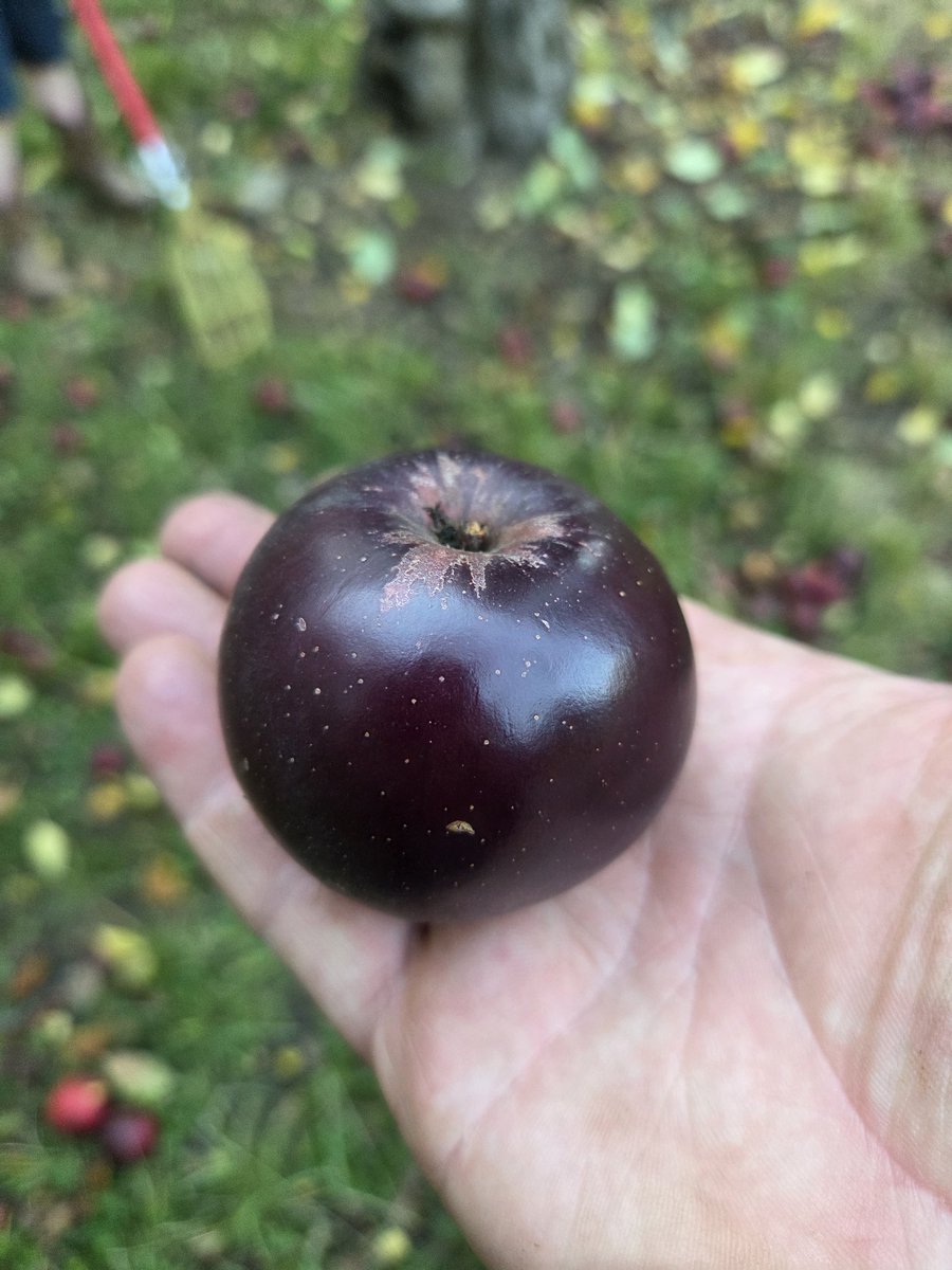 Gift of Trees of Draught of Barrel tweet media