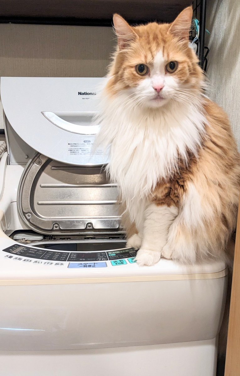 おはもー！本日もどん曇ってる火曜日！洗面所に行ったら猫（茶色、中