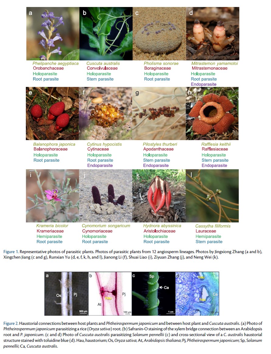 🚅Advance Access: review💐

Zhang &amp; Shen et al. provide comprehensive overview on systemic signaling between host plants🌱 and dodder (Cuscuta): highlights recent advances in physiological, ecological, and molecular interactions.

doi.org/10.1093/pcp/pc…
#ParasiticPlant #Plantsci