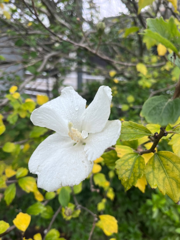 機種変したのだけど(XR→13)
背景のボヤけてる感じが強いのかな。
もっと色味ある花じゃないと分かりにくいのか？