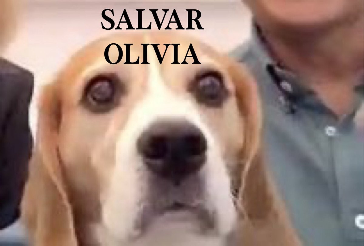 OliviaActual's tweet photo. Todo el mundo haciendo caso a JACK! #OTGala6 #SALVAROLIVIA #OTDirecto27O https://t.co/ZMPAAXTgmZ