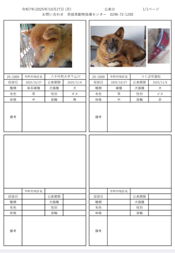 cat love (@AUQaaMDP7cijOyv) / Posts / X