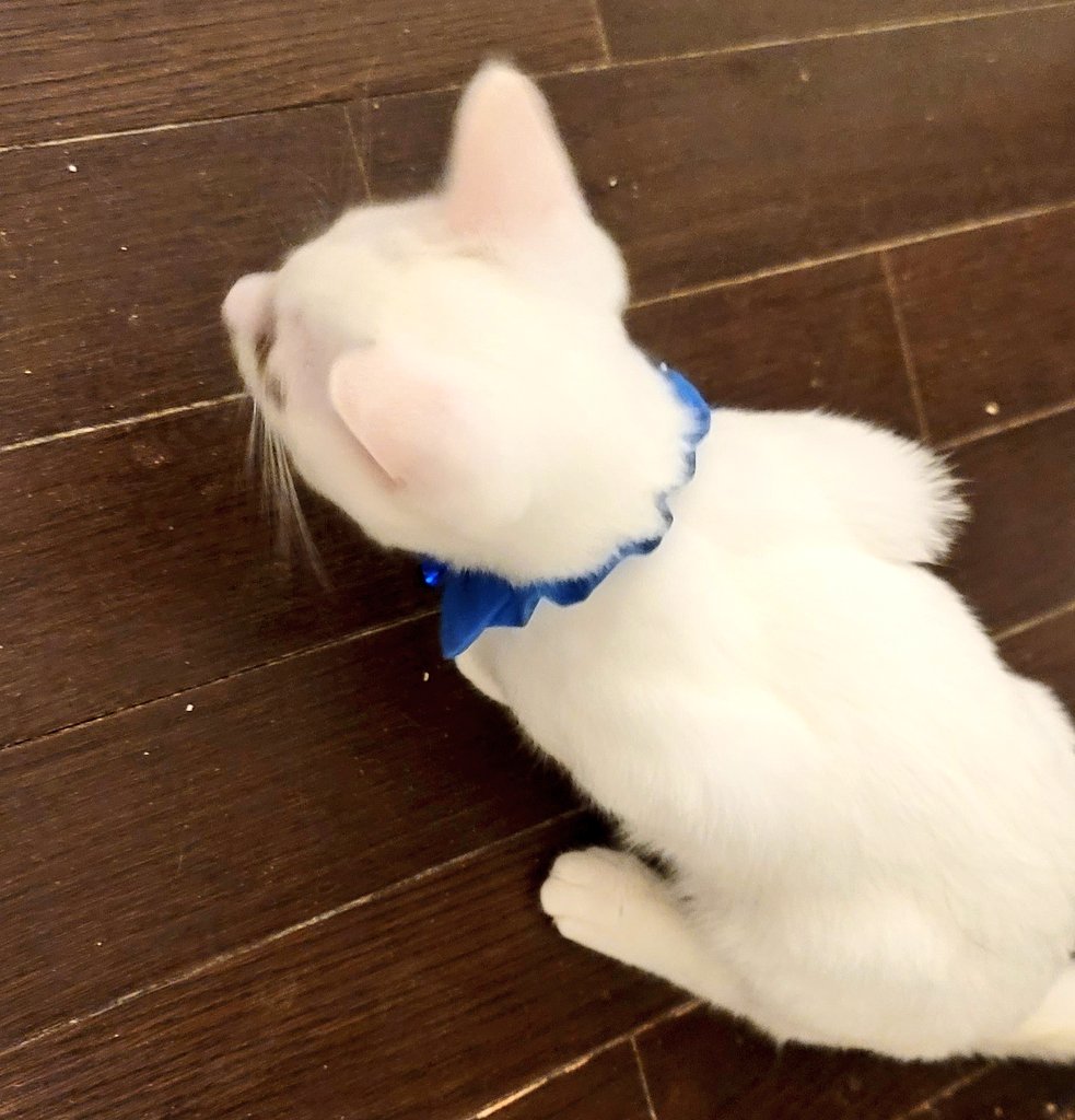 わんにゃーらんど (@Lily57World) / Posts / X