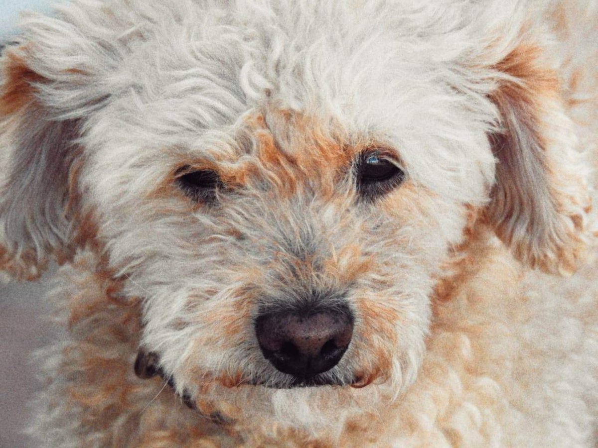 A lo mejor es de lo más sencillo pero aún así nos acordamos de mi buen amigo can Robertho "OTIS" porque hay muchas hormigas (por el calor) y no le pusimos las croquetas pero eso si tomaba mucha agua! <a href="/rosete_ros/">Rosete Ros</a> <a href="/RojoWargo/">Rojo_Wr</a> #ArfArf🐶📷 #OpenThePit