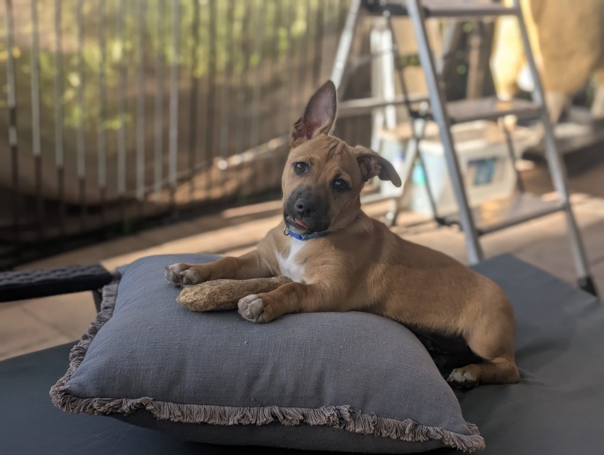 Sirius – 3 months, male - Kelpie x - Vic *Application in progress*
workingdogrescue.com.au/?p=123102
available,AWDRI,kelpie,Puppy,Source:RE146027,Victoria(VIC)