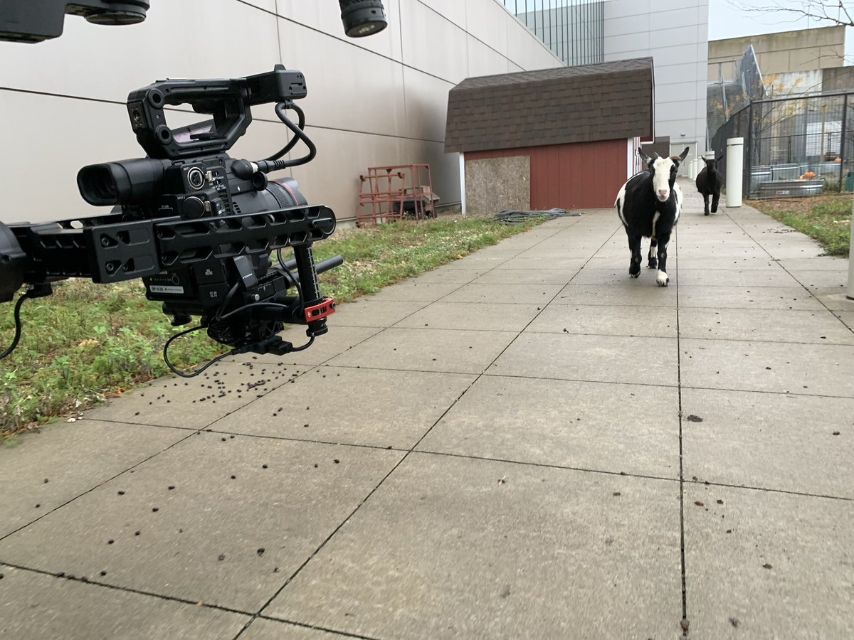 PurpleFilms's tweet image. The goat