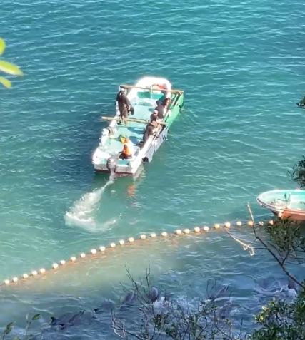 minpin78's tweet photo. #TaijiCoveJAPAN🇯🇵: Skiff coming out from under the tarps with 3 #BottlenoseDolphin #Captives in the #Slings on the side of the skiff. Devastating sight, as they will never see their family again &amp; will be forced to perform stupid tricks for dead fish 🐬🐬💔https://t.co/sYF65eEYgi https://t.co/bukrzc18To