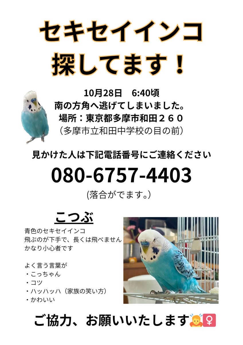 sainaan_0218's tweet photo. #拡散希望 #セキセイインコ #にげた 
#迷いインコ #東京都 #多摩市 
#インコ #みつけた 

ばーちゃんが掃除中に窓が開いてることに気づかず逃げてしまったらしい

今車で探してるんだけど、#ばーちゃん の #心の支え だったから、マジで #拡散お願いします 
#インコのいる暮らし #セキセイインコのいる暮らし