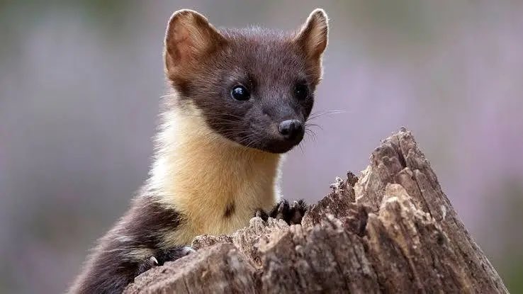 loopet_X's tweet photo. Loopet Animal of the Day: Pine Marten πΎ
Pine martens are agile, tree-dwelling mammals with soft golden fur and playful personalities. They hunt rodents and birds in northern forests.
#loopetTG #animal #web3 #solana #saveanimal #savethekids #kids https://t.co/gJ6ZPPbRwq