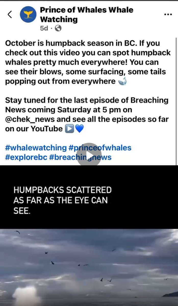 BrynARedding's tweet photo. @cosmicfirepeace Hardly "unexpected" when they advertised just before the collision on FB that humpbacks were "pretty much everywhere!"

Evidence now the whale is dead. Passengers had concussions and one major surgery. 

Despite whales being "everywhere" the vessel didn't reduce transit speed. https://t.co/4wpXtoxCKC