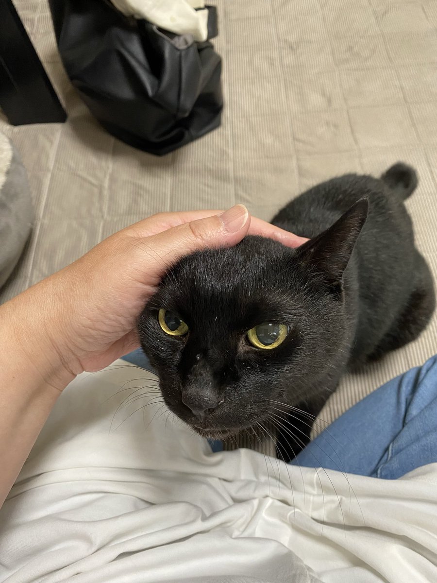 黒猫ページ 宝屋@たまに怪談 on X