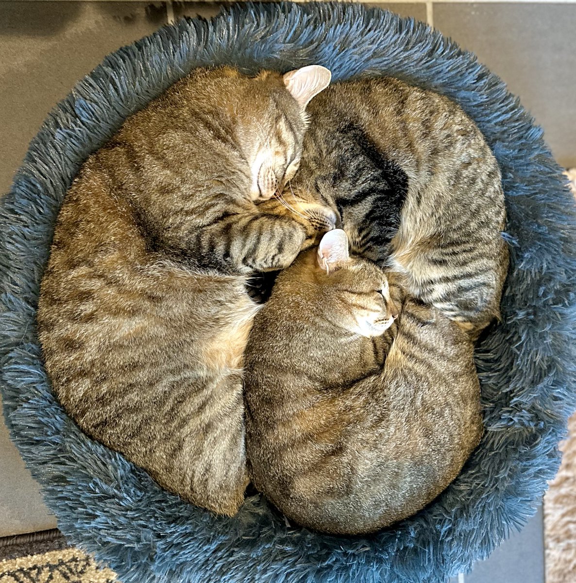 まめ子【キジトラ✨母ｼｬﾝ】 on X