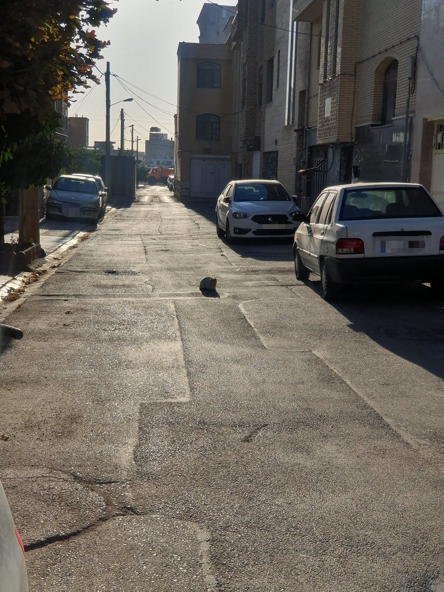 در وسط ترین حالت ممکن تو کوچه خوابیده بود