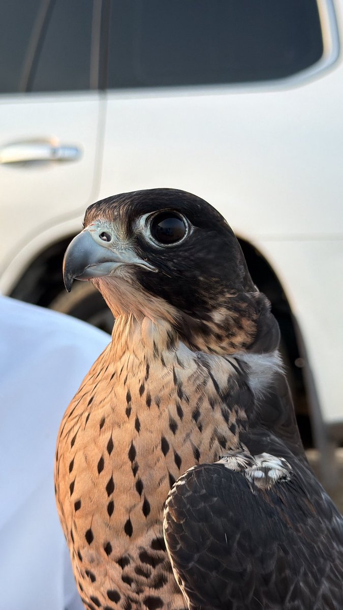 بس انا ذلحين قلبي للركاب 
لاهي بين الهجن هي و الطيور 

.