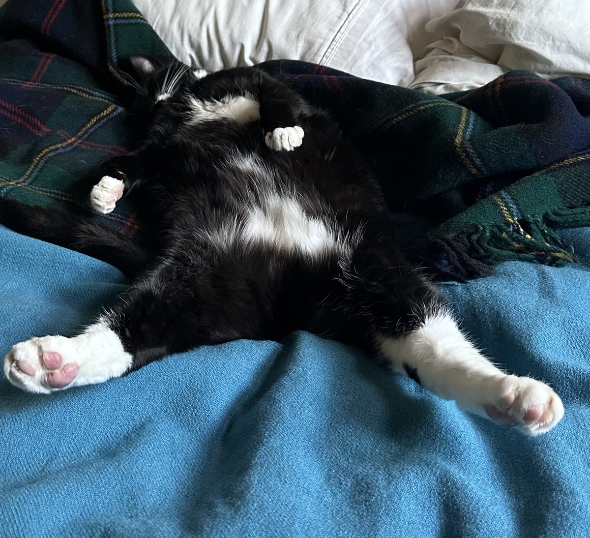 Suspecting he runs an OnlyCats account on the sly.