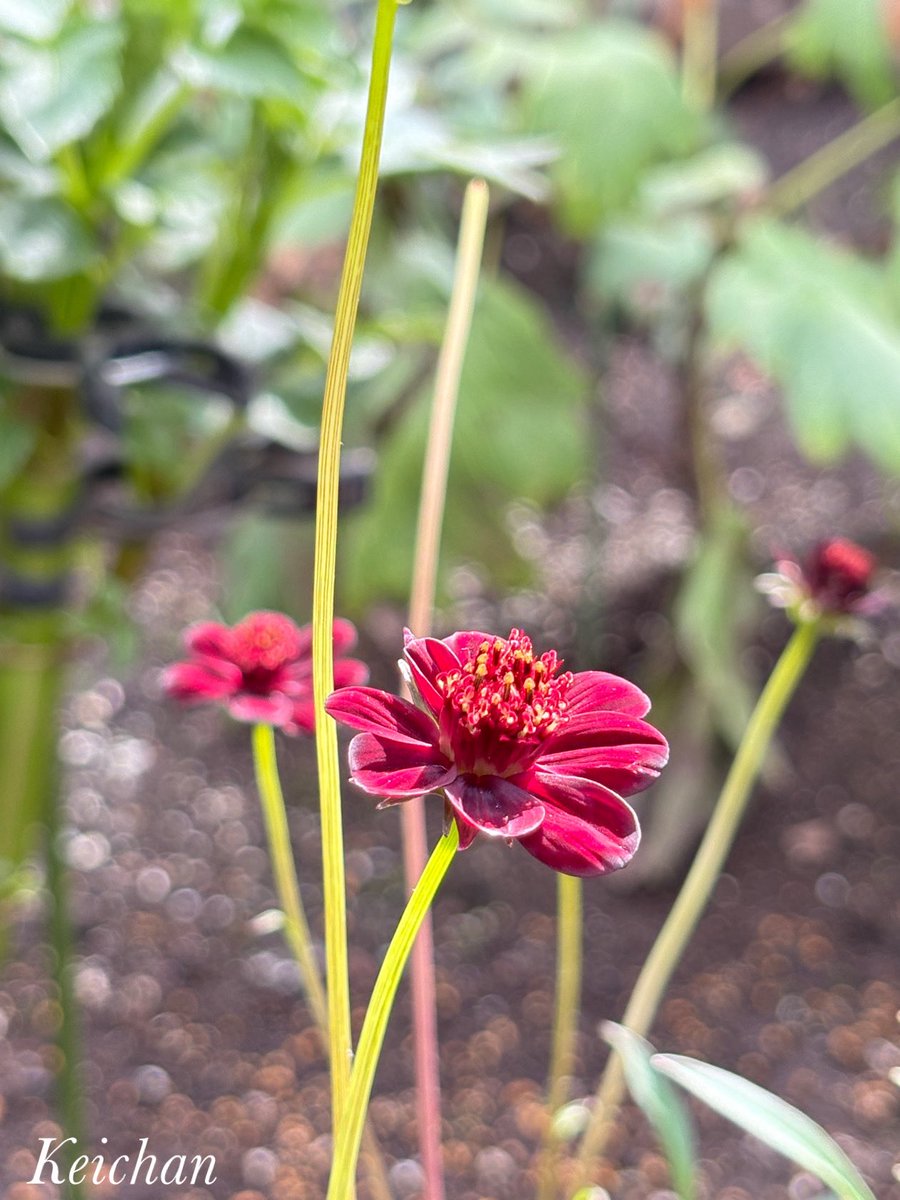 けいちゃん (@k1222_keichan) / Posts / X