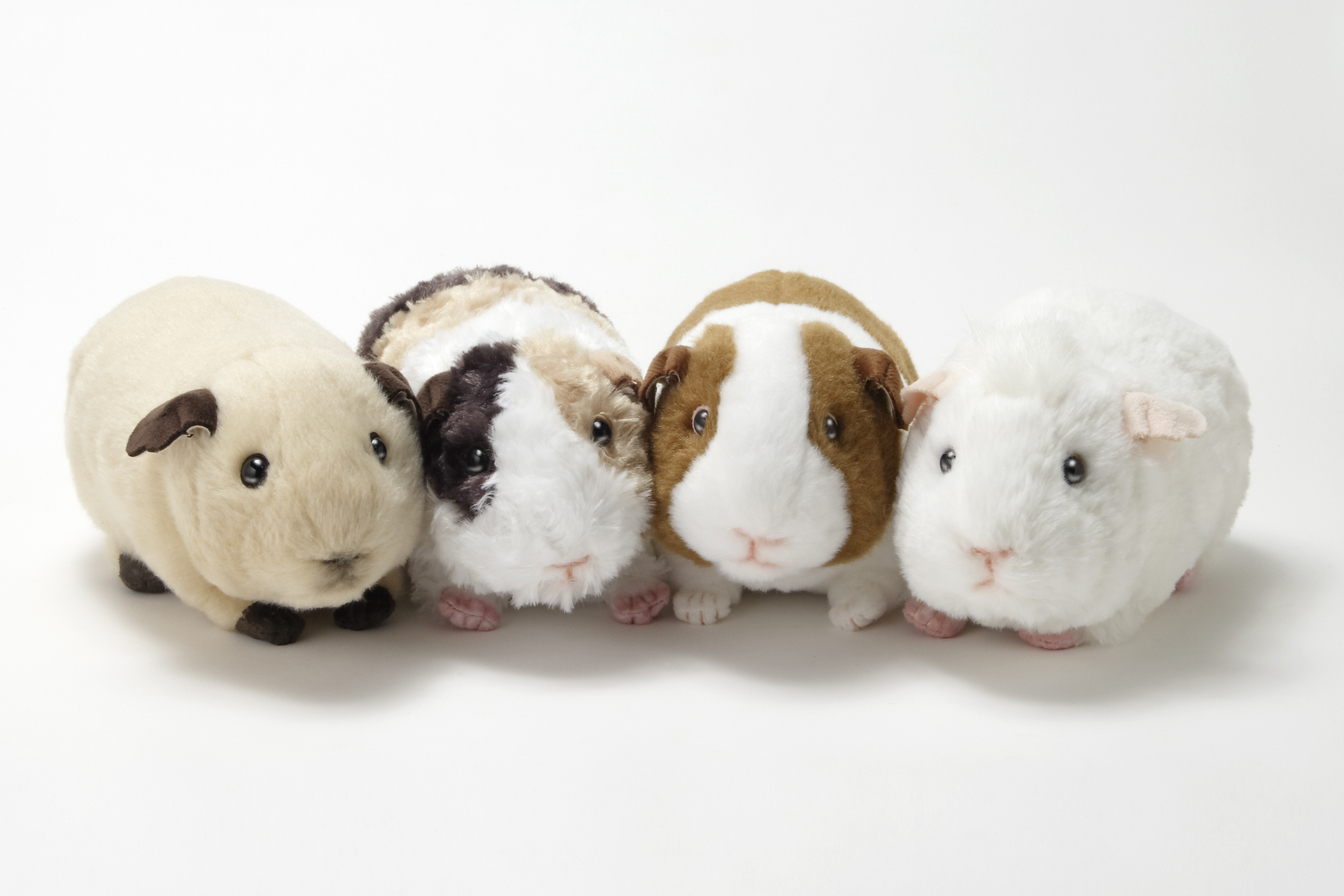 モルモット - Search / X