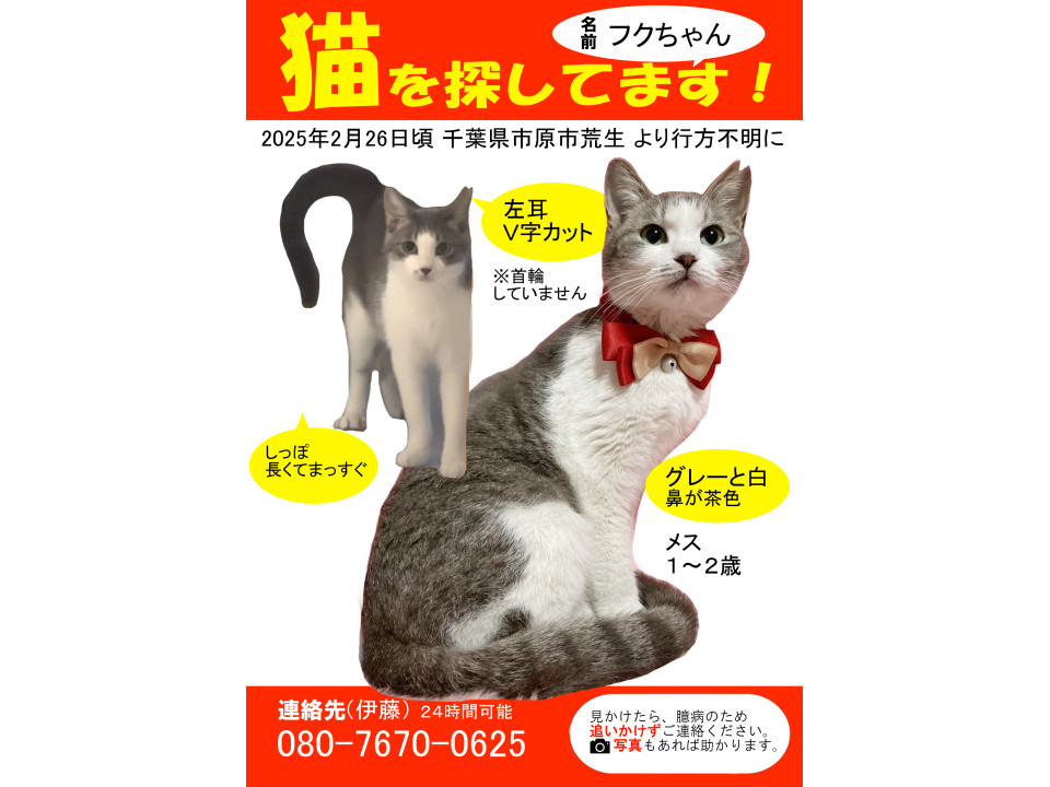 ねこ Amazon.co.jp: トライエックス 子猫のマンチカン 2025年