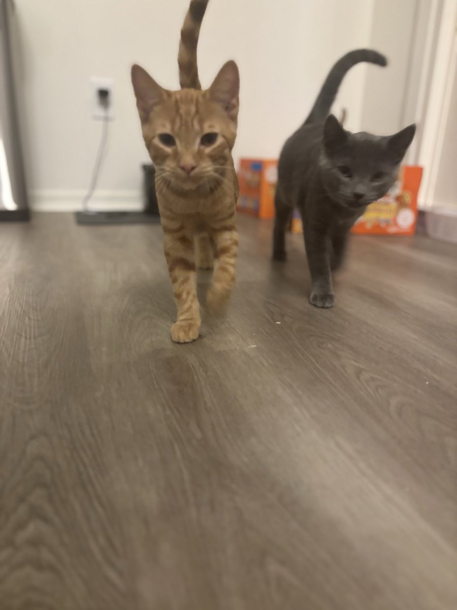 EiosRequiem's tweet image. They’re so in sync man