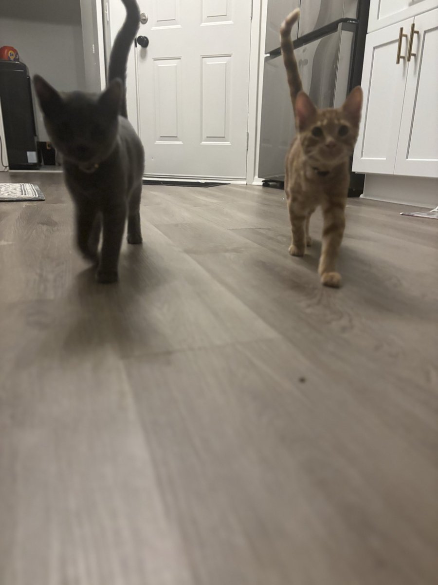 EiosRequiem's tweet image. They’re so in sync man