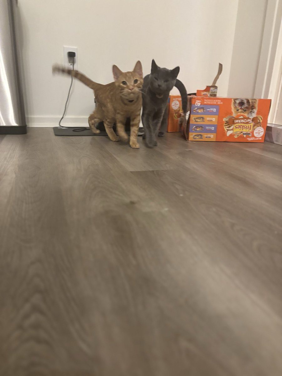 EiosRequiem's tweet image. They’re so in sync man